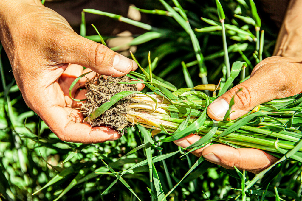 En väl genomförd växtföljd har en positiv effekt på jordstrukturen.